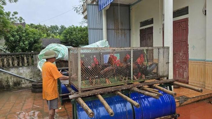 Người dân  xã Kim Tân di dời chuồng gà lên thùng nhựa, phòng nước sông Bưởi dâng cao. Ảnh: CTV.