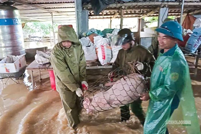 Hơn 30 con vật nuôi được hỗ trợ di chuyển đến nơi an toàn. Ảnh: Công an Phú Thọ