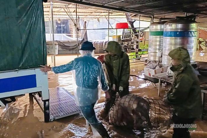 Gia súc, gia cầm được đưa khỏi khu vực có nguy cơ ngập. Ảnh: CACC