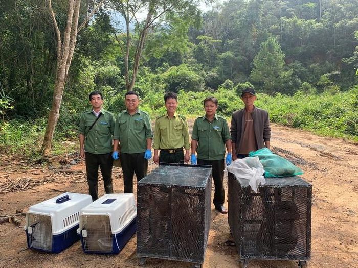 Các cá thể động vật được lực lượng chức năng đưa vào rừng để chuẩn bị thả. Ảnh: T. Nhân.