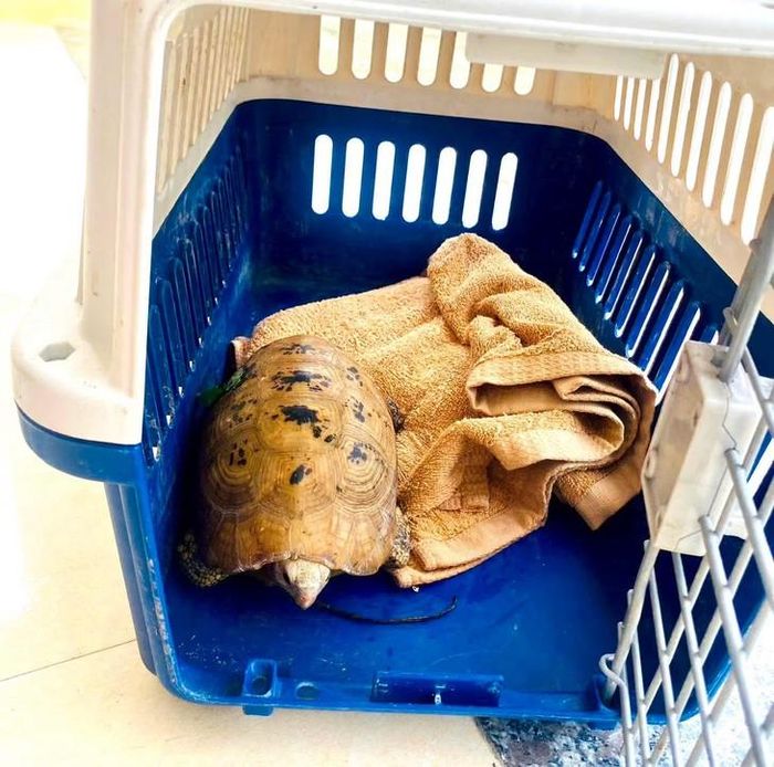 Cá thể rùa núi vàng này nặng khoảng 0,9kg. Ảnh: UBNDPBG.