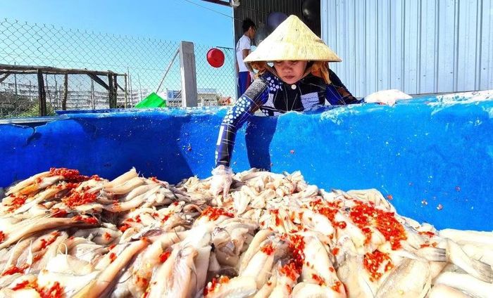 Thiếu hụt lao động thời vụ, các cơ sở chế biến khô tại xã Cái Đôi Vàm phải huy động thêm người thân, hàng xóm hỗ trợ sản xuất đáp ứng đơn hàng. Ảnh: Nguyên Du