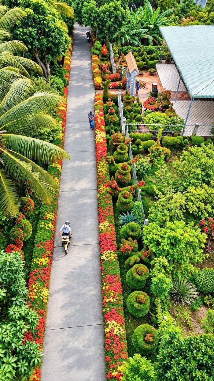 Hàng rào của ông Sét làm rực rỡ cả con đường quê. 