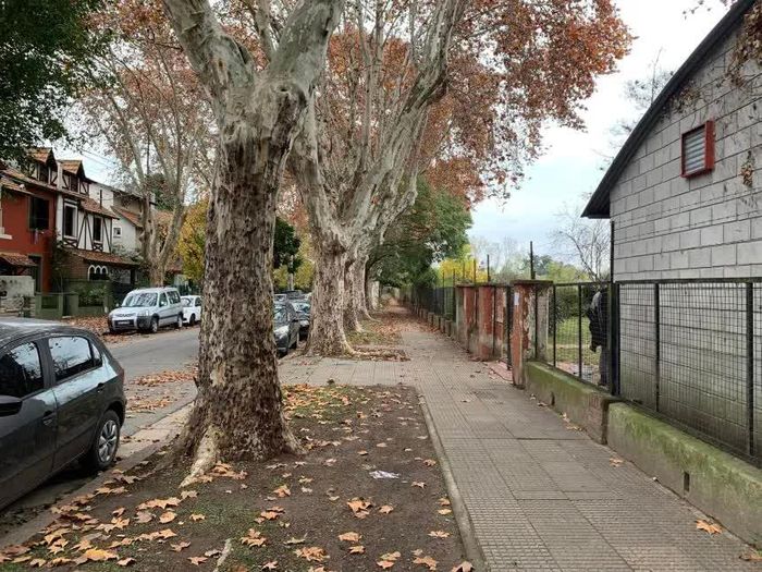  Loài bọ cánh cứng này đã xâm nhập vào các cây lớn ở Argentina. Ảnh: E. Ceriani-Nakamurakare 
