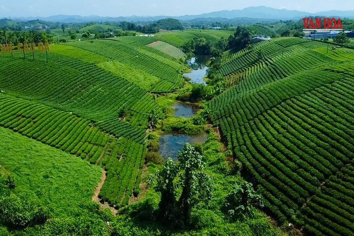 Đồi chè Cầu Đá (xã La Bằng, Thái Nguyên) được nhiều du khách tìm đến tham quan, chụp ảnh kỷ niệm