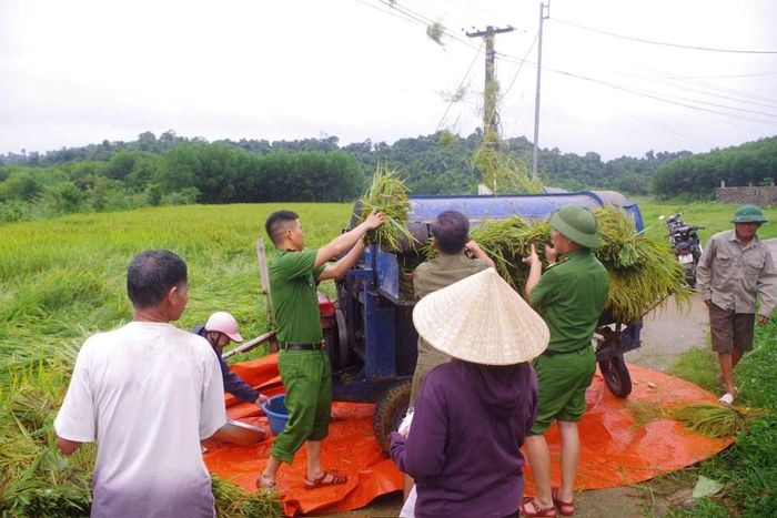 Cán bộ, chiến sĩ Công an xã Hóa Quỳ hỗ trợ người dân thu hoạch, vận chuyển lúa. Ảnh: Công an Thanh Hoá