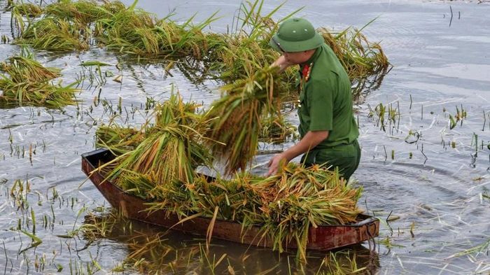 Những bao lúa được vận chuyển nhanh từ đồng ruộng đến nơi khô ráo, an toàn. Ảnh: Công an Thanh Hoá