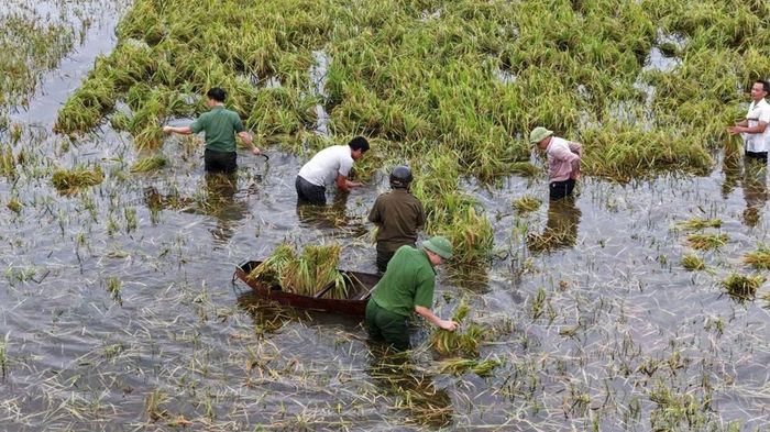 Công an xã Hoằng Tiến xuống đồng hỗ trợ người dân thu hoạch lúa giữa lúc mưa lũ diễn biến phức tạp. Ảnh: Công an Thanh Hoá