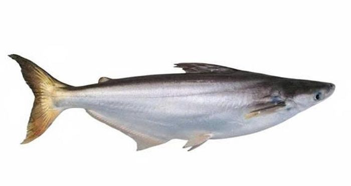 Cá bông lau kích cỡ thương phẩm có trọng lượng trung bình khoảng 2 kg - Ảnh: Đại học Cần Thơ