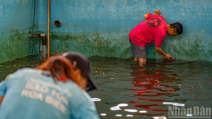 Hệ thống bể này đóng vai trò như một "trạm y tế" chuyên tiếp nhận các cá thể rùa biển vô tình vướng lưới ngư dân hoặc gặp nạn trôi dạt vào bờ.
