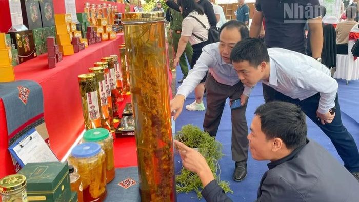 Người dân tham quan các sản phẩm từ sâm trưng bày tại các gian hàng của Hội chợ Sâm Lai Châu năm 2022.
