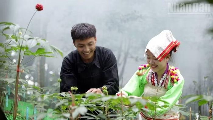 Công nhân Công ty cổ phần sâm Pusilung Center chăm sóc sâm.