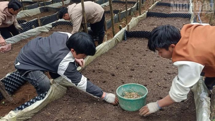 Công nhân Công ty cổ phần sâm Mường Tè Lai Châu xuống giống sâm.