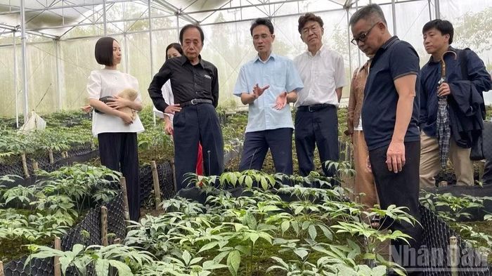 Chuyên gia Nhật Bản và lãnh đạo tỉnh Lai Châu thăm vườn sâm trồng theo công nghệ Nhật Bản tại Công ty Cổ phần sâm Pusilung.