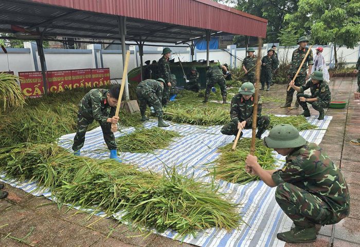 Cán bộ, chiến sĩ Lữ đoàn 201 (Binh chủng Tăng thiết giáp) giúp người dân gặt và đập lúa chạy lũ.
