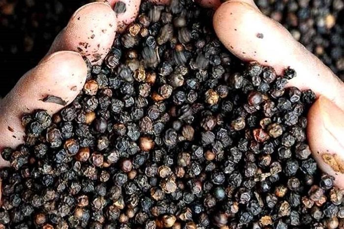 Bản tin nông sản hôm nay (18-9): Giá cà phê, hồ tiêu giảm nhẹ. Ảnh minh họa: giatieu.vn