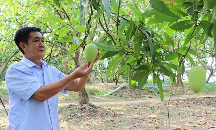 Viện Cây ăn quả miền Nam đang phát triển vùng nguyên liệu xoài Lộc Phát tại ĐBSCL với quy mô 34,5ha. Ảnh: NGỌC PHÚC