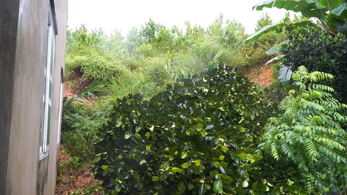 Đất, cây cối sạt lở tràn xuống vườn nhà dân tại bản Trí Nang