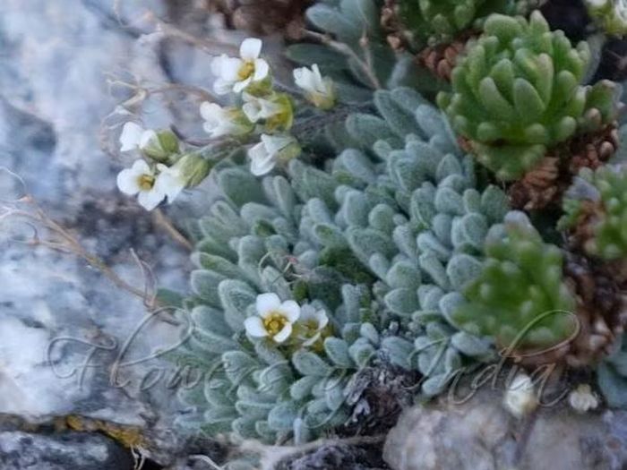 Ảnh: flowersofindia.net