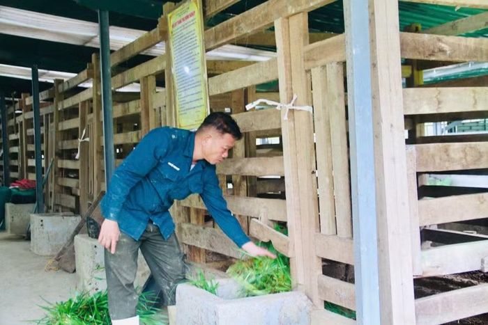 Mô hình chăn nuôi hươu của người dân ở xã Sơn Hồng mang lại hiệu quả kinh tế cao.