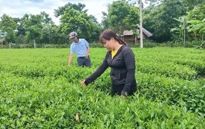 Cây chè phát triển tốt ở xã Sơn Hồng.