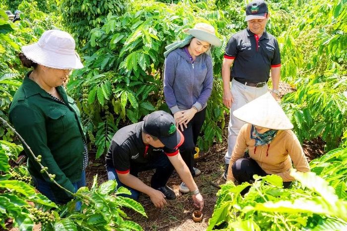 Cán bộ kỹ thuật NESCAFÉ Plan hướng dẫn nông dân thực hành cải tạo đất tại vườn cà phê