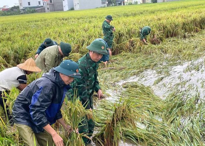 Đồn Biên phòng Đa Lộc giúp nhân dân thu hoạch lúa, giảm thiệt hại do mưa lũ (ảnh: BĐBP Thanh Hóa).