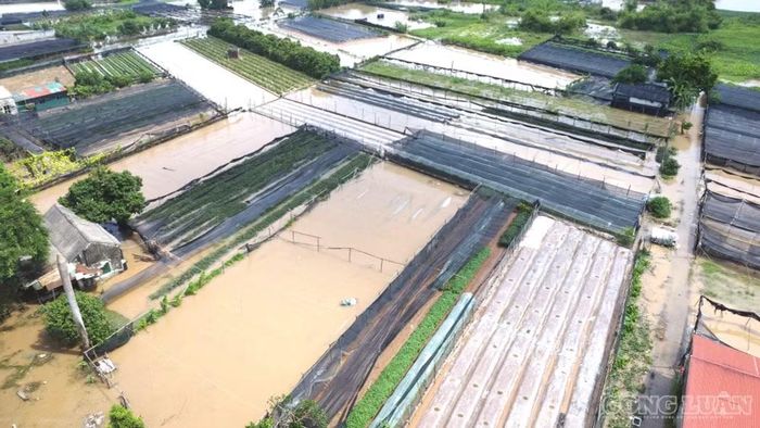 Hàng loạt ruộng hoa, rau của người dân chìm trong “biển nước”.
