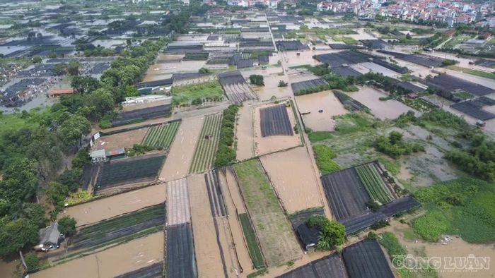 Nhìn từ trên cao các ruộng trồng hoa màu của làng hoa Tây Tựu, cảnh tượng ngập úng càng rõ rệt.