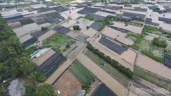 Mưa lớn kéo dài khiến các cánh đồng hoa xanh tốt ở Tây Tựu ngập úng nghiêm trọng. Người làm vườn nơi đây đành bất lực chờ nước rút, mong vớt vát phần nào thiệt hại để tính chuyện tái sản xuất.