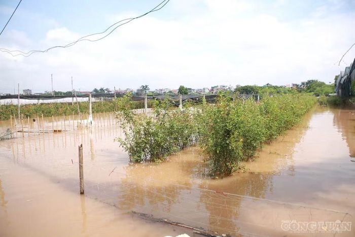 Nhiều loại hoa đang trong quá trình chăm sóc bị nước nhấn chìm.