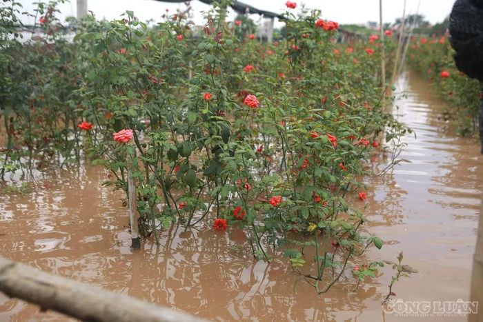 Nước ngập các ruộng hoa, rau màu của người dân Tây Tựu. Theo cô Đỗ Tuyết (tổ dân phố số 7, phường Tây Tựu, Hà Nội), tình trạng ngập thường xảy ra vào mùa mưa lớn hằng năm, nhưng năm nay nước dâng cao hơn nhiều.