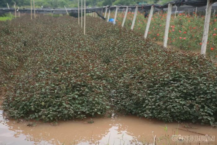“Rau nhà tôi ngập suốt từ hôm qua đến chiều nay nước vẫn chưa rút. Vườn tôi trồng hoa cúc kèm rau cải và rau thơm, ngập như này thì hỏng hết rồi, thiệt hại khoảng 10 triệu đồng”, cô Tuyết chia sẻ.