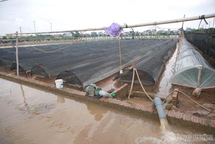 Tại một số khu vực, người dân phải huy động máy bơm, liên tục bơm nước ra khỏi ruộng với hy vọng giảm thiểu thiệt hại, cứu được phần nào hoa và rau màu.