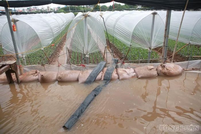 Các bao cát cũng được đắp tại các ruộng hoa, ngăn nước tràn vào.