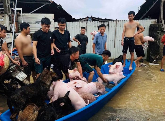 Đàn lợn 24 con và 40 con gà của gia đình ông Nguyễn Văn Chỉnh được giải cứu an toàn.