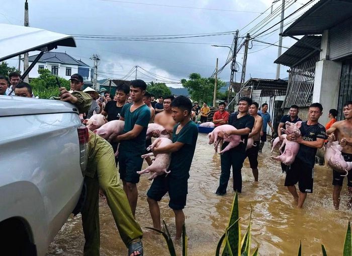 Đàn lợn được đưa lên xe ra khu vực khô ráo để đảm bảo an toàn.