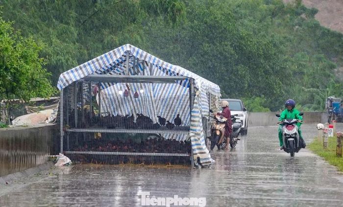 Bà Vũ Thị Thanh, Phó Trưởng thôn Hà Lâm cho biết, từ tối 16/9 khi nước bắt đầu lên nhanh, thôn đã triển khai di dời các hộ dân cần thiết, ưu tiên người già và những trường hợp ở khu vực có nguy cơ bị ngập sâu. Đến sáng 17/9, 41 hộ dân đã được di dời an toàn. Bên cạnh đó, các hộ dân nằm trong diện theo dõi đã chủ động kê kích tài sản, lúa gạo, gia súc, gia cầm được đưa lên vị trí cao để giảm thiệt hại có thể xảy ra.