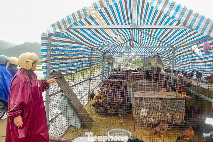 Các gia đình dựng khung sắt phủ bạt, dùng lưới vây trên bờ đê làm nơi trú ẩn của các loại gia cầm.