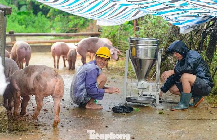 “Nhà cửa đã kê cao đồ đạc nhưng chuồng trại bị ngập nên đàn lợn 60 con và hàng trăm con gà phải đưa lên đê an toàn”, ông Nguyễn Văn Mẹo cho hay.