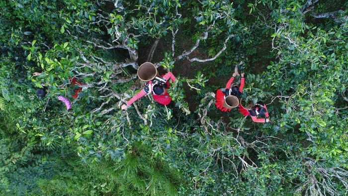 Quần thể cây chè Shan tuyết di sản xã Tà Xùa, tỉnh Sơn La.