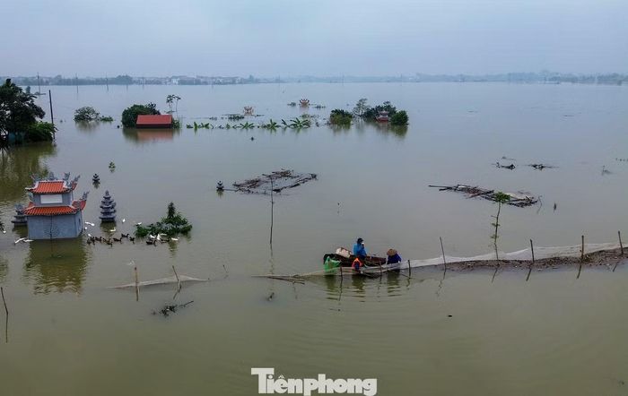 Khoảng 3 km lưới được dựng bao quanh vùng nuôi cá. Những ngày nước lên cao, người dân phải thường xuyên đi dọc tuyến để kiểm tra.