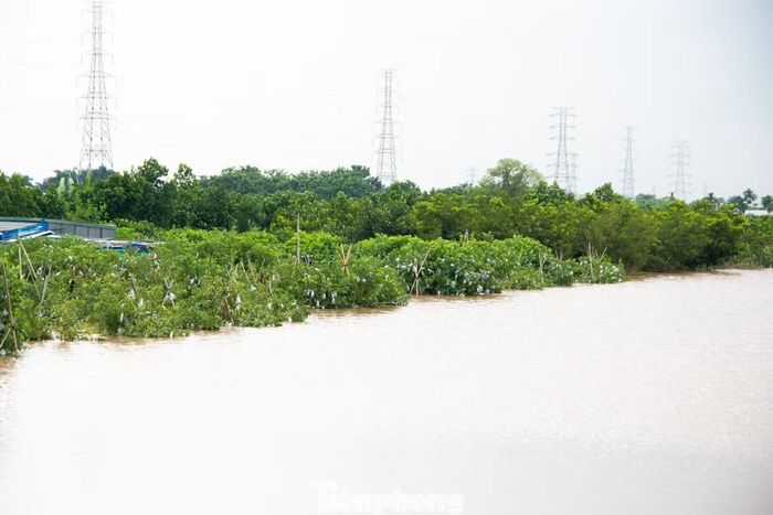 Ông Đỗ Hồng Sơn, Phó Chủ tịch UBND xã Hưng Đạo, cho biết cầu Đại Thành hiện đã xuống cấp nghiêm trọng, thường xuyên xảy ra ùn tắc ngay trong điều kiện sinh hoạt bình thường. Đặc biệt, mỗi khi có lũ về, cầu buộc phải dừng lưu thông hoàn toàn, ảnh hưởng rất lớn đến việc đi lại của người dân địa phương.