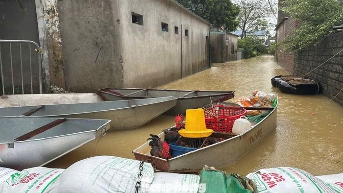 Người dân di dời tài sản, vật nuôi ra khỏi khu vực ngập bằng thuyền