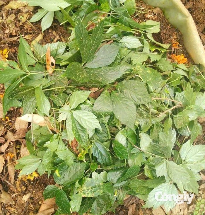 Rất nhiều cây sâm 2 năm tuổi bị cắn phá.