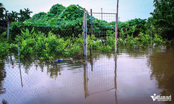 Nhiều cây cối, hoa màu bị ngập trong nước