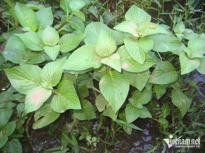 Cây hồi nước có tên trong Sách Đỏ Việt Nam. Ảnh: N.Huyền