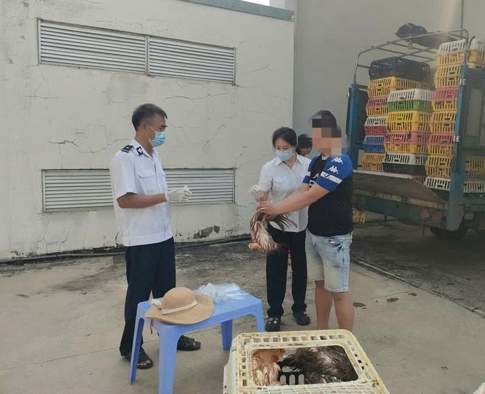 Tổ công tác phát hiện lô gà lớn không kiểm dịch. Ảnh: KL