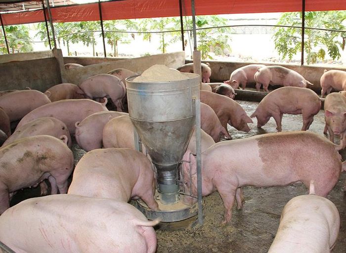 Hình ảnh tại một trang trại lợn thuộc TP Đồng Nai.