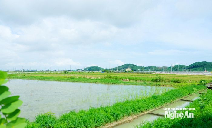 Đây là khu vực ngập nước vào mùa mưa cho nên Phó Chủ tịch UBND tỉnh Phùng Thành Vinh đặc biệt lưu ý tính toán cao độ nền phù hợp, bảo đảm tiêu thoát nước, không ảnh hưởng khu dân cư hiện hữu. Ảnh: Thành Duy